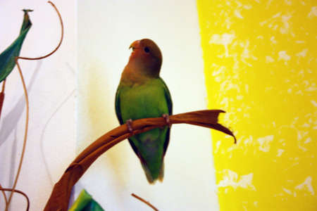 green yellow and red agapornis selby budgie hanging from a branch of a decorative plant in the house with white and yellow room wallsの写真素材