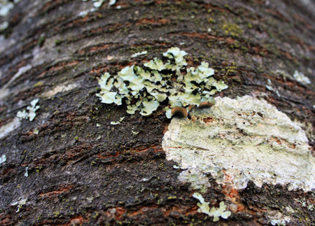 detail of a dry mold or fungus growing on the shallow outer trunk of a brown tree in autumnの写真素材