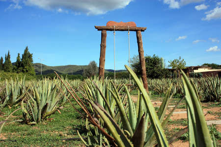 green natural aloe vera plants healthy for organic well-beingの写真素材