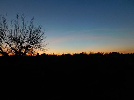 Twilight with embossed treeの写真素材