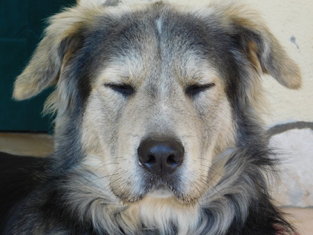 Dog man's best friendの写真素材