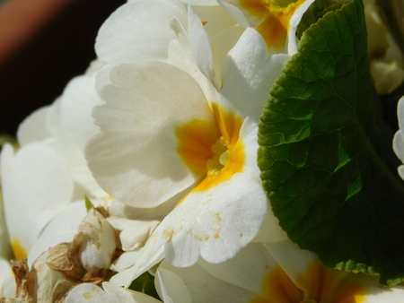 Details of a primroseの写真素材