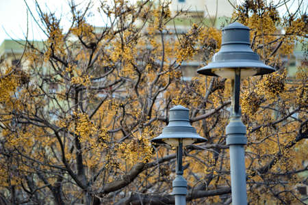 winter street lightsの写真素材