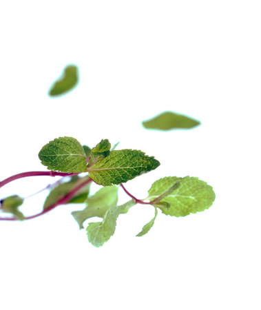 fresh mint leaves on white background