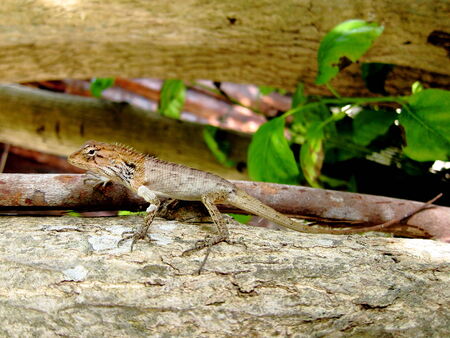 lizard on tree
