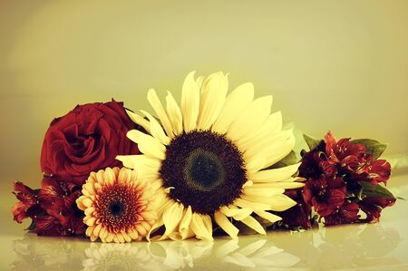 bloom in springの写真素材