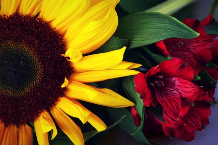 bloom in springの写真素材