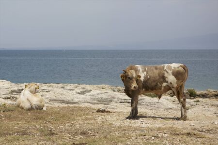 Caption  Veal on the coast of sicilyの写真素材