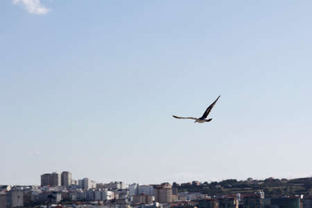 Seagull in Montealtoの写真素材