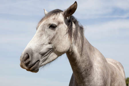 Wild Horses in New Forestの写真素材