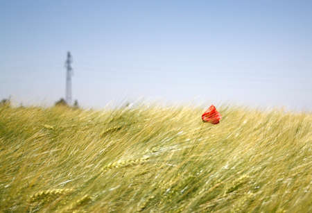 poppy lonelyの写真素材