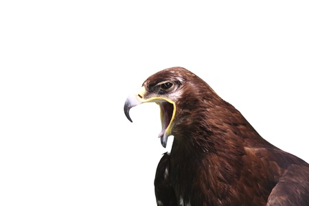 Imperial eagleの写真素材