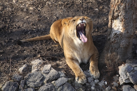 image of a lion, yawningの写真素材