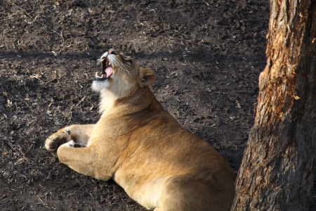 image of a lion, yawningの写真素材