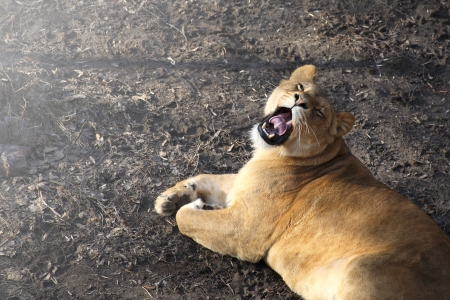 image of a lion, yawningの写真素材