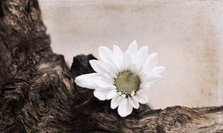artwork  in retro style,  white flowerの写真素材