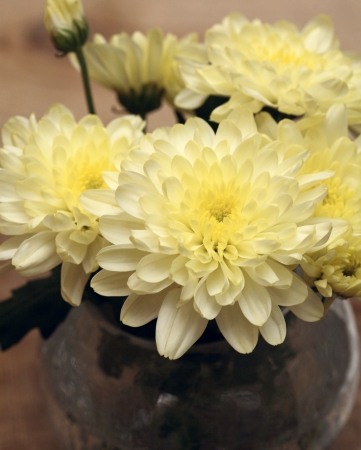 yellow chrysanthemum in the vaseの写真素材
