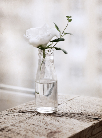 Artwork  in painting  style,  white flowerの写真素材