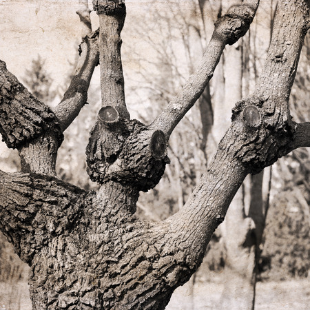 Artwork in retro style, funny treeの写真素材