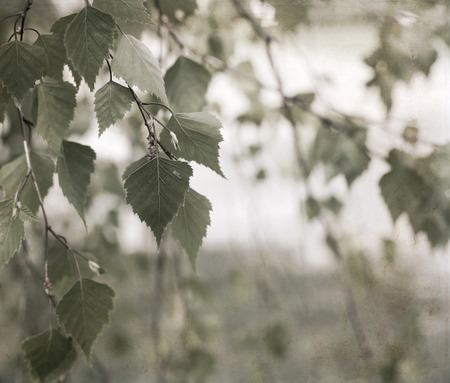 Artwork in retro style birch leavesの写真素材