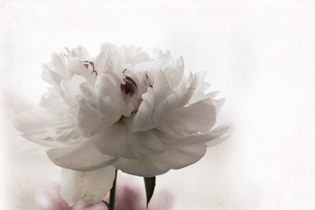 Artwork in retro painting style, peonyの写真素材