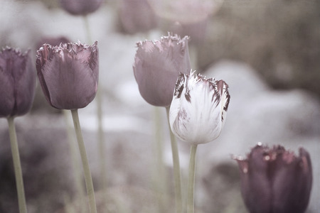 Artwork in retro style,  tulipsの写真素材