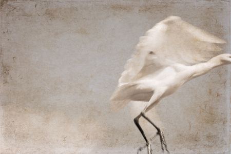 Artwork in vintage style, flying birdの写真素材