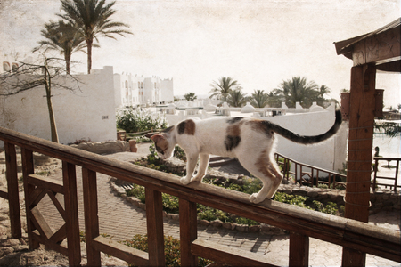 Artwork in vintage style, cat, tourist resort, Sharm el Sheikh, Egyptの写真素材