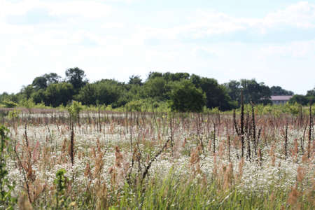 Summer landscape with trees, flower fieldの写真素材