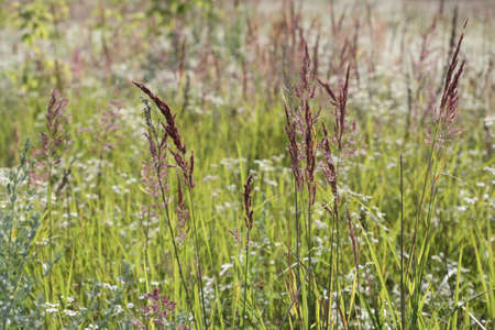 Grass in the wind, summer, lawnの写真素材