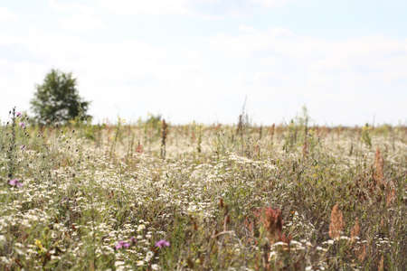 Field with daises and grassの写真素材