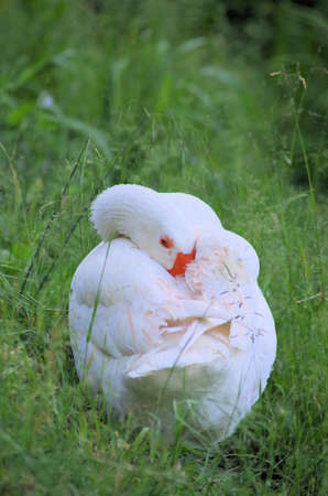Big sleeping swanの写真素材
