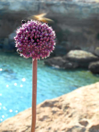 violet flower with bees