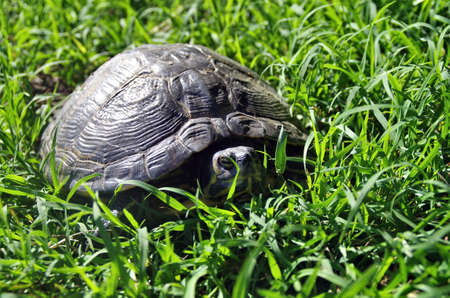 Close up view of a turtle