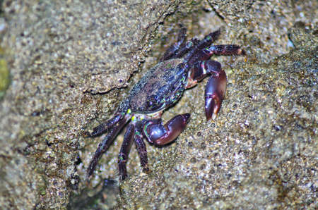 blue beautiful crab closeup viewの写真素材