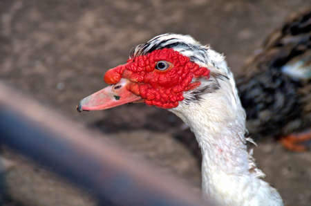 close view of duck with strange headの写真素材