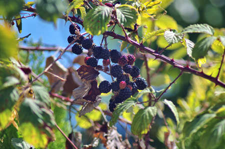beautiful close view of blackberries bunch in the wildの写真素材
