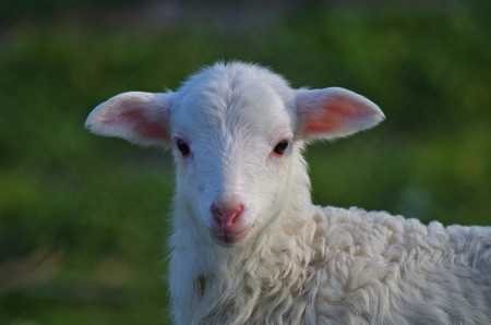 funny lamb portrait in the wild