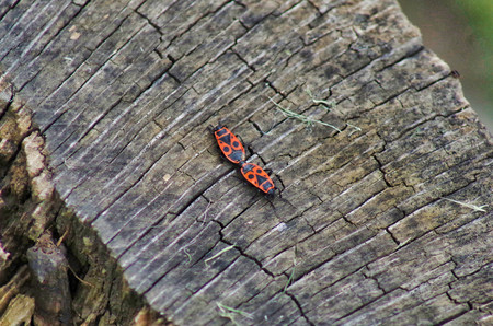 closeup of two Pyrrhocoris apterus