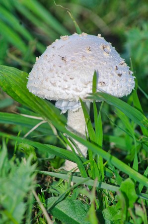 a close view of white mushroom in the grassの写真素材
