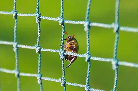 macro of a bug climbing the net