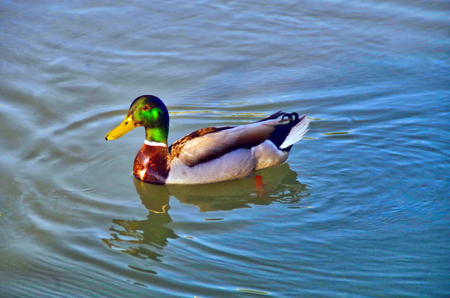 front view of a colored duck in teh waterの写真素材