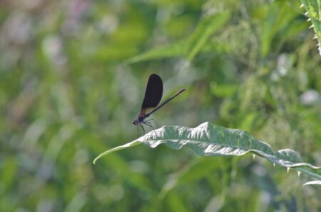 close view of a dragonfly standing on a green leaf