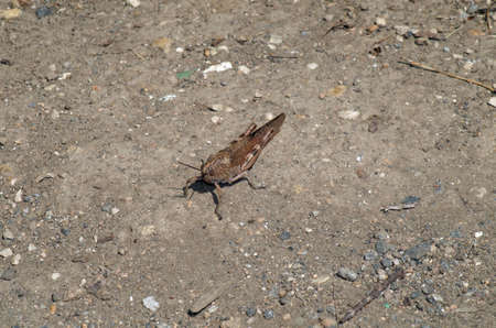 a gray grasshopper standing on the groundの写真素材