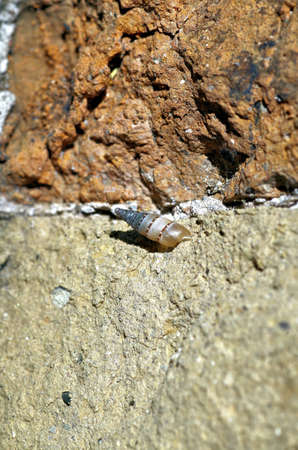 very close shot of a detailed shell standing on a wall