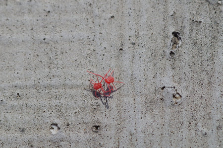two fighting micro red bugs