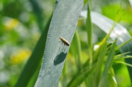 close view of a yellow bug with its shadow standing on a leaf