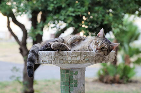 a cat getting some rest in a fountainの写真素材