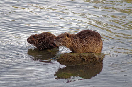 front view of father and son nutria standing in the riverの写真素材