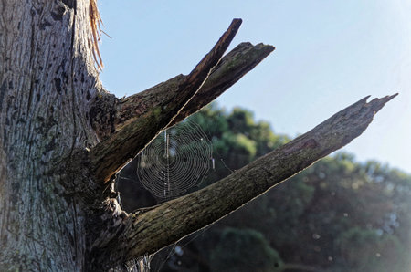 a spider web through two tree branchesの写真素材